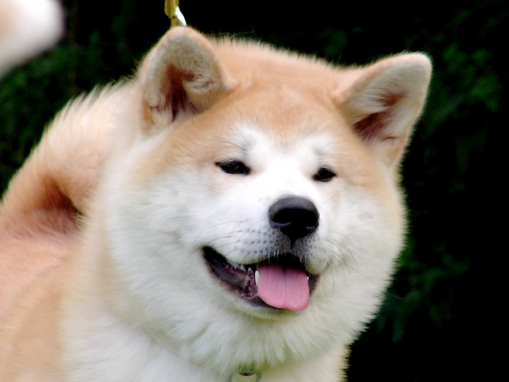 Jitô Furinkazan